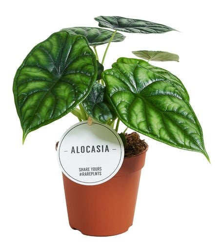 Alocasia