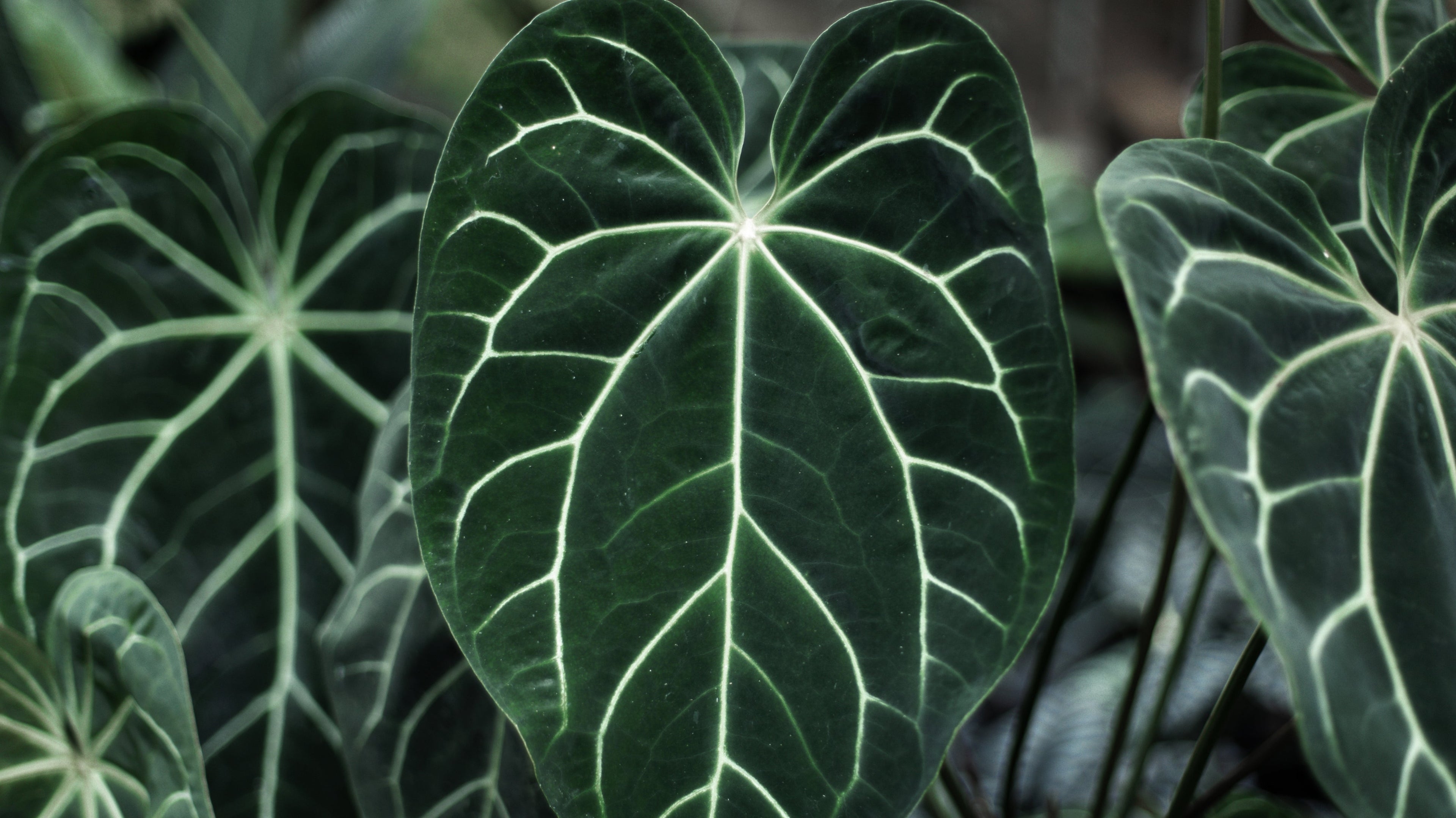 Anthuriums