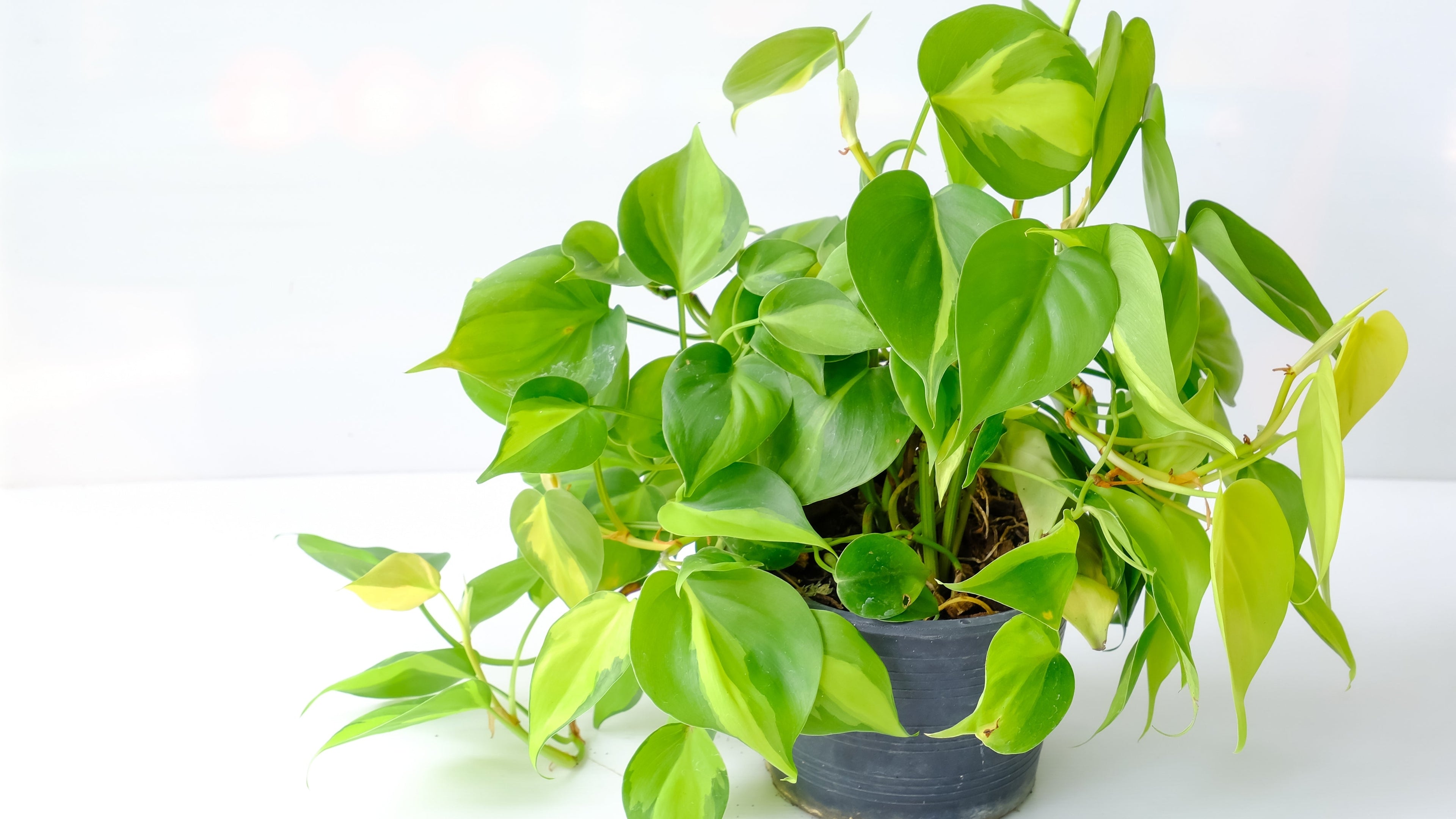 Philodendrons