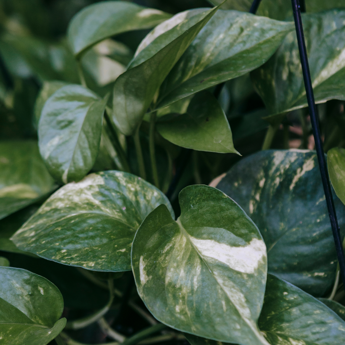 Epipremnum