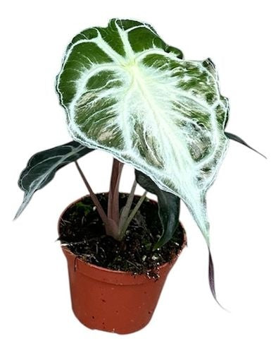Alocasia Venom (8cm pot)