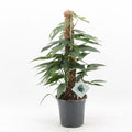 Epipremnum Pinnatum Baltic Blue (17cm pot)