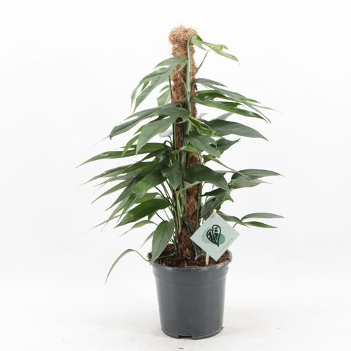Epipremnum Pinnatum Baltic Blue (17cm pot)