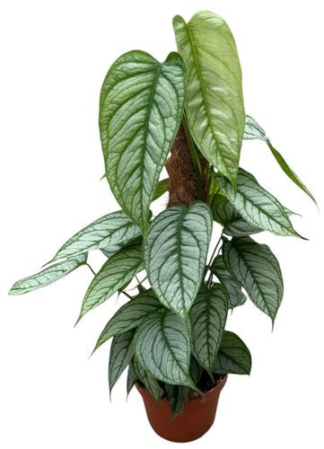 Monstera Siltepecana El Salvador (17cm pot)