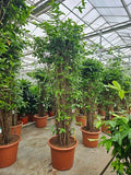 Dracaena Surculosa (H 280cm, pot size 60cm)