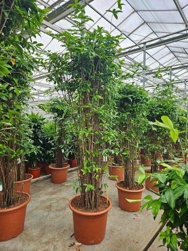 Dracaena Surculosa (H 280cm, pot size 60cm)