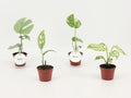 Monstera collection starter pack ( 4x 6cm pot)