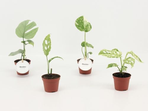 Monstera collection starter pack ( 4x 6cm pot)