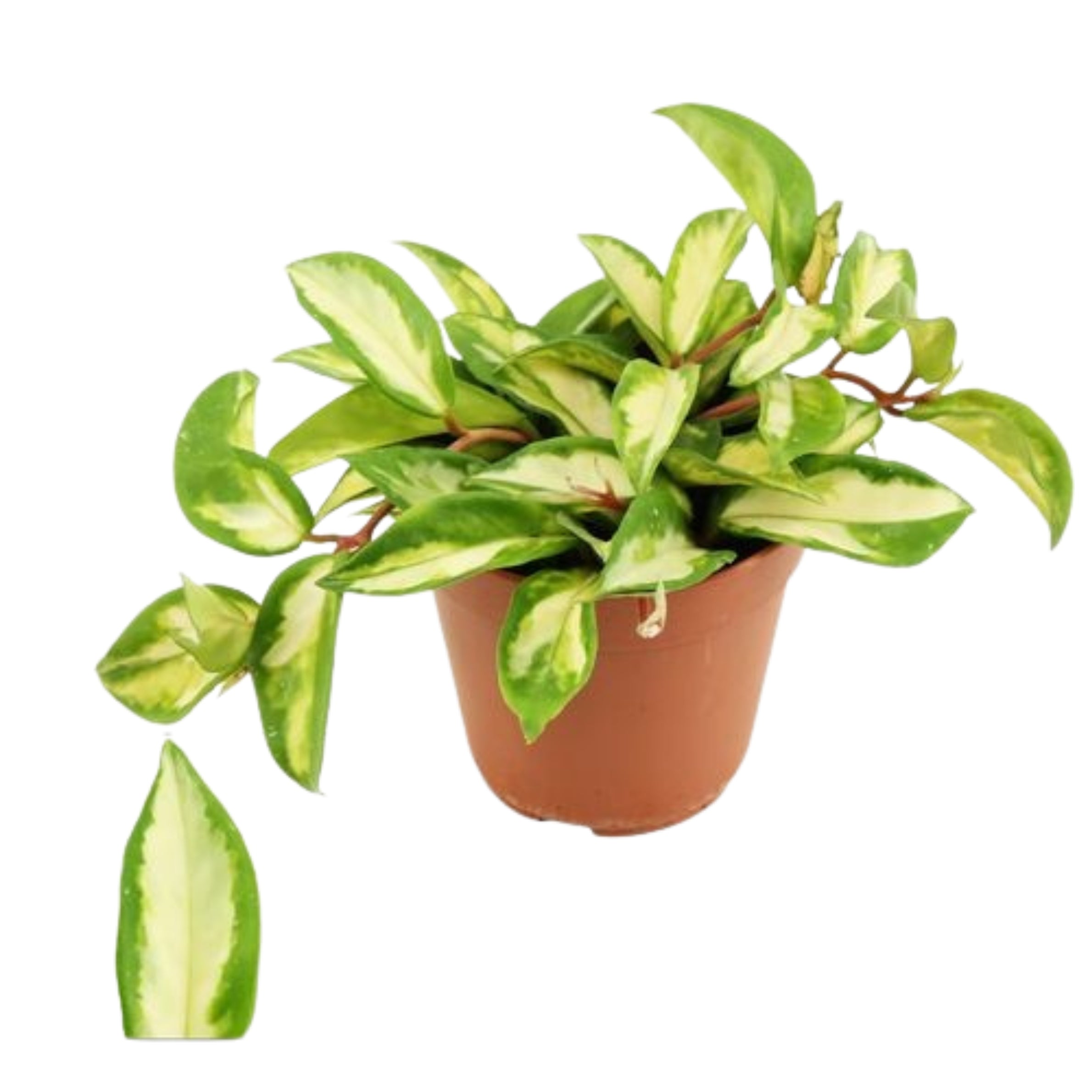 Hoya Carnosa Tricolor (12cm pot)