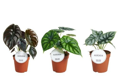 Alocasia mix (3x 12cm pot)