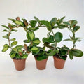 Hoya Triple mix (3x 12cm pot)