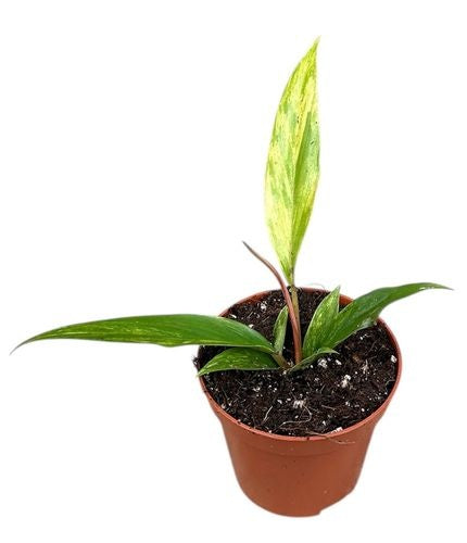 Philodendron Caramel Marble (8cm pot)