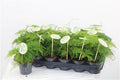 Asparagus Plumosus (9cm pot)
