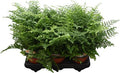 Asplenium Parvati (12cm pot)