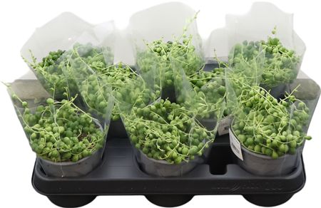 Senecio Rowleyanus 'String of Pearls' (11cm pot)