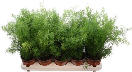 Asparagus Sprengeri (12cm pot)