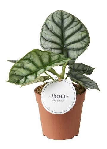 Alocasia Silver Dragon (12cm pot)