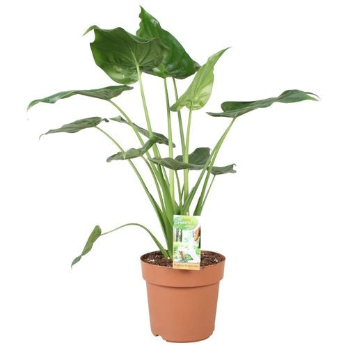 Alocasia Cucullata (21cm pot)