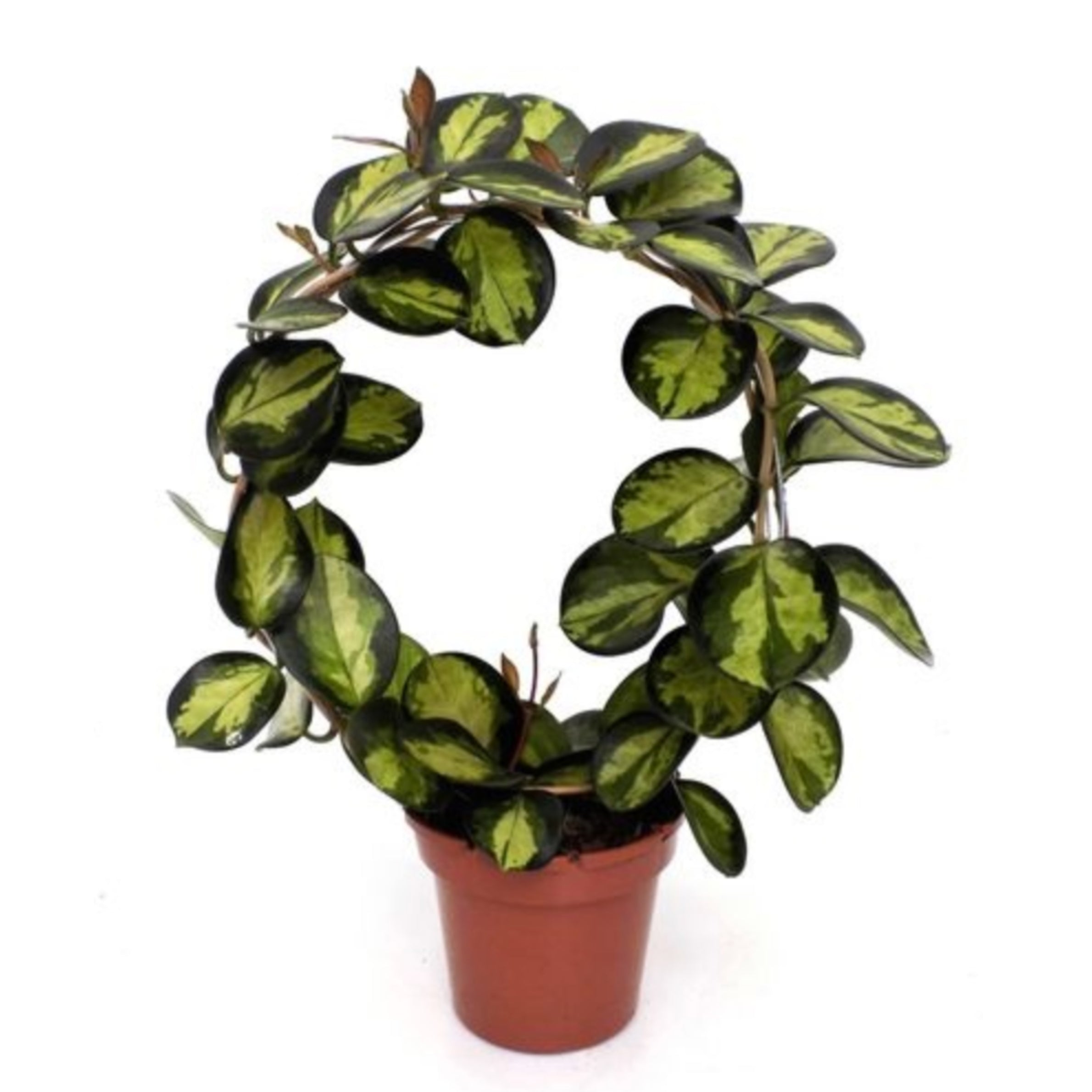 Hoya Lisa in 12cm pot