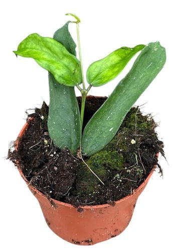Hoya Pandurata (5cm pot)