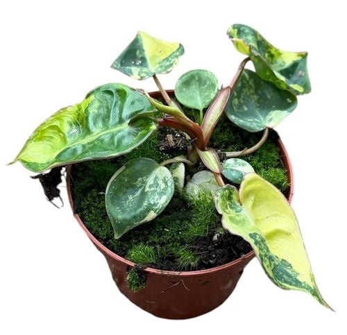 Philodendron Billietiae Variegata (8cm pot)