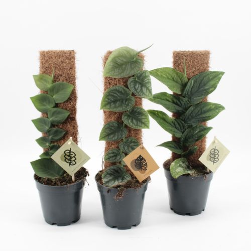 Monstera Dubia & Rhaphidophora Mix on a mosspole (3x 14cm pot)