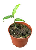 Monstera Obliqua Yasuni (5cm pot)
