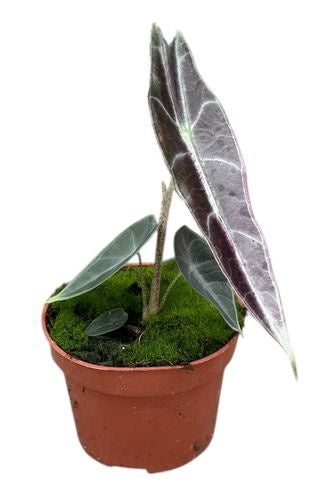 Alocasia Longiloba Purple (5cm pot)