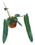 Philodendron Spiritus Sancti (5cm pot)
