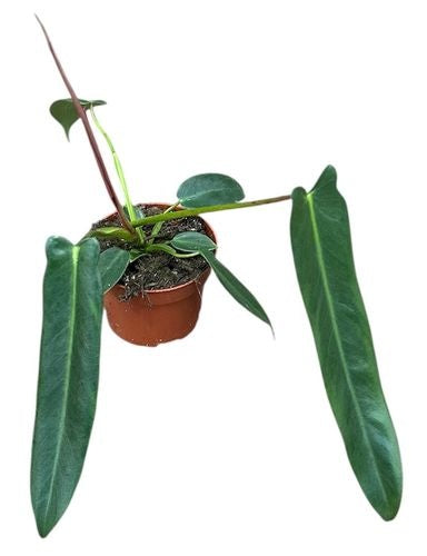 Philodendron Spiritus Sancti (5cm pot)