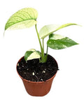 Monstera Mint (8cm pot)