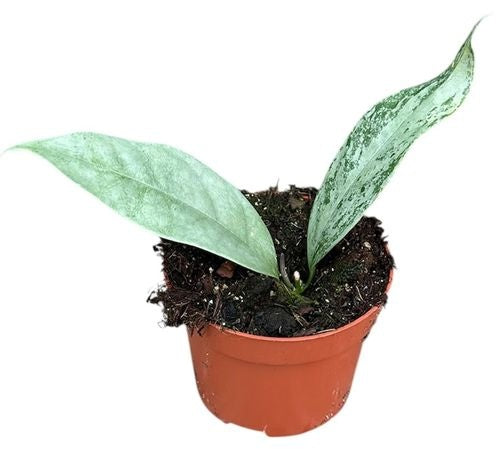 Hoya Coriacea Silver (5cm pot)