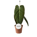 Philodendron Melanochrysum (12cm pot)