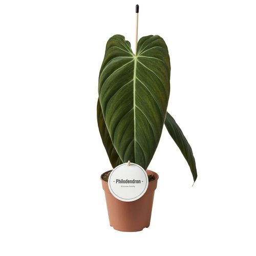 Philodendron Melanochrysum (12cm pot)