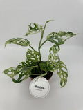 Monstera Frozen Freckles (12cm pot)