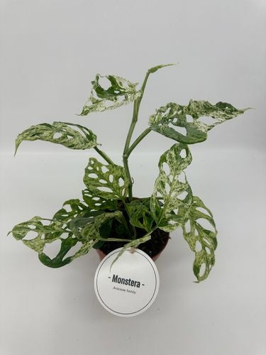 Monstera Frozen Freckles (12cm pot)
