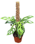 Monstera Adansonii Indonesian Marble (17cm pot)
