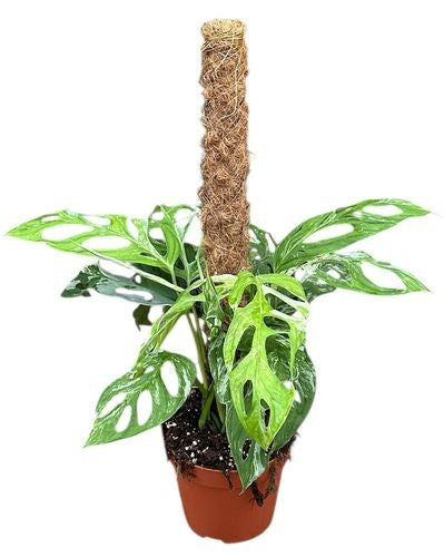 Monstera Adansonii Indonesian Marble (17cm pot)