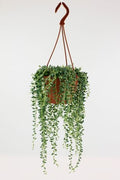 Senecio Herreianus 'String of Tears' (12cm hanging pot)