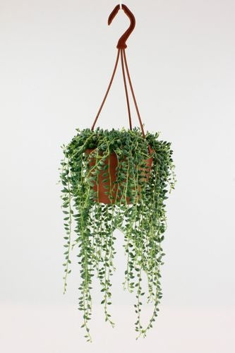 Senecio Herreianus 'String of Tears' (12cm hanging pot)