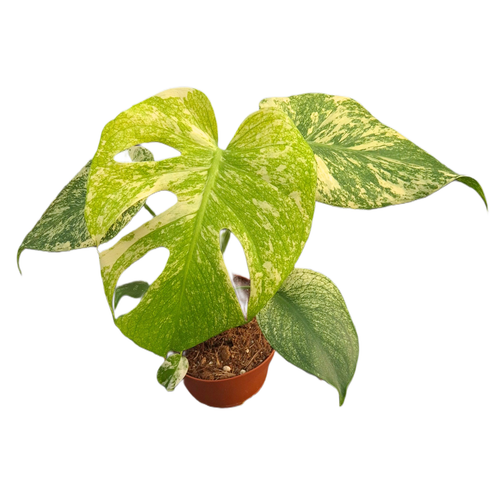 Monstera Deliciosa Mint (12cm pot)