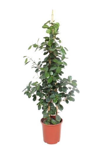 Ficus Green Island (H 140cm, pot 27 cm)