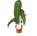 A potted Anthurium plant with large green leaves and a terracotta-colored plastic pot on a white background.