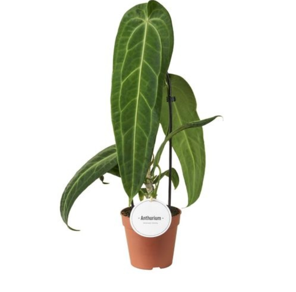 A potted Anthurium plant with large green leaves and a terracotta-colored plastic pot on a white background.