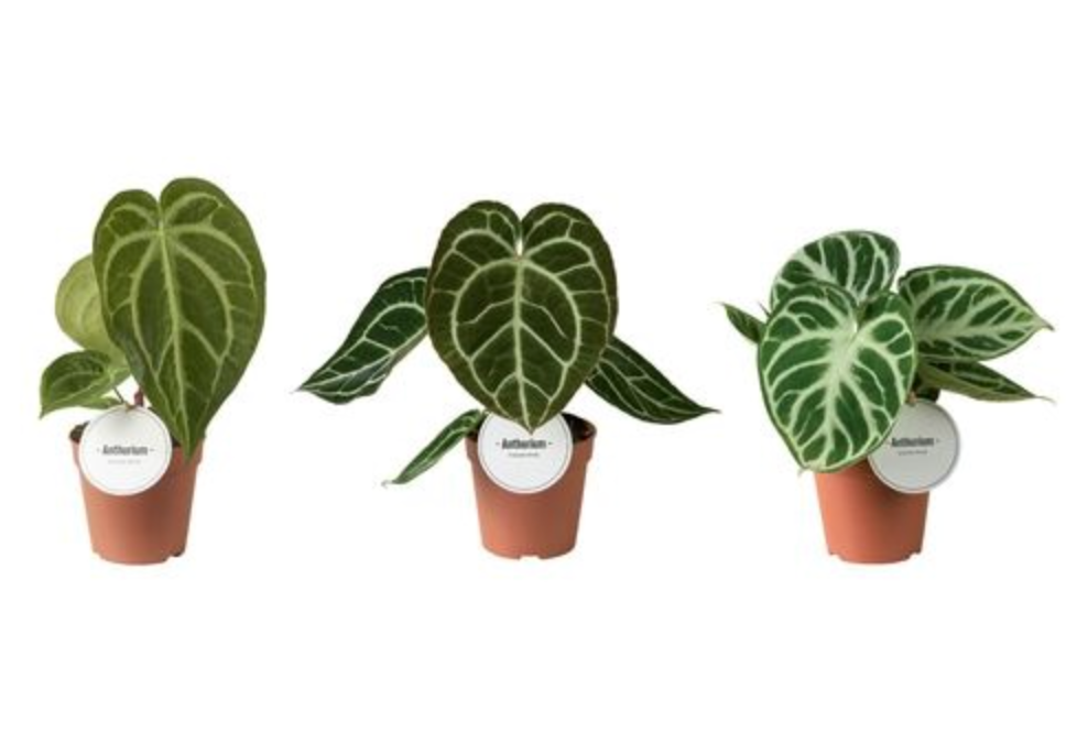 Three potted houseplants arranged side by side on a plain white background, each in a small terracotta-colored pot with a round white tag. The leaves are green with prominent pale veins and have different patterns.