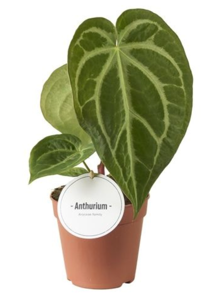 A potted Anthurium plant with large green heart-shaped leaves and a white hanging tag, shown against a plain white background.