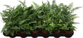 Athyrium Overig (5cm pot)