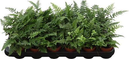 Athyrium Overig (5cm pot)
