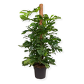 XL Mature Monstera Deliciosa Plant on a moss pole (40cm pot)