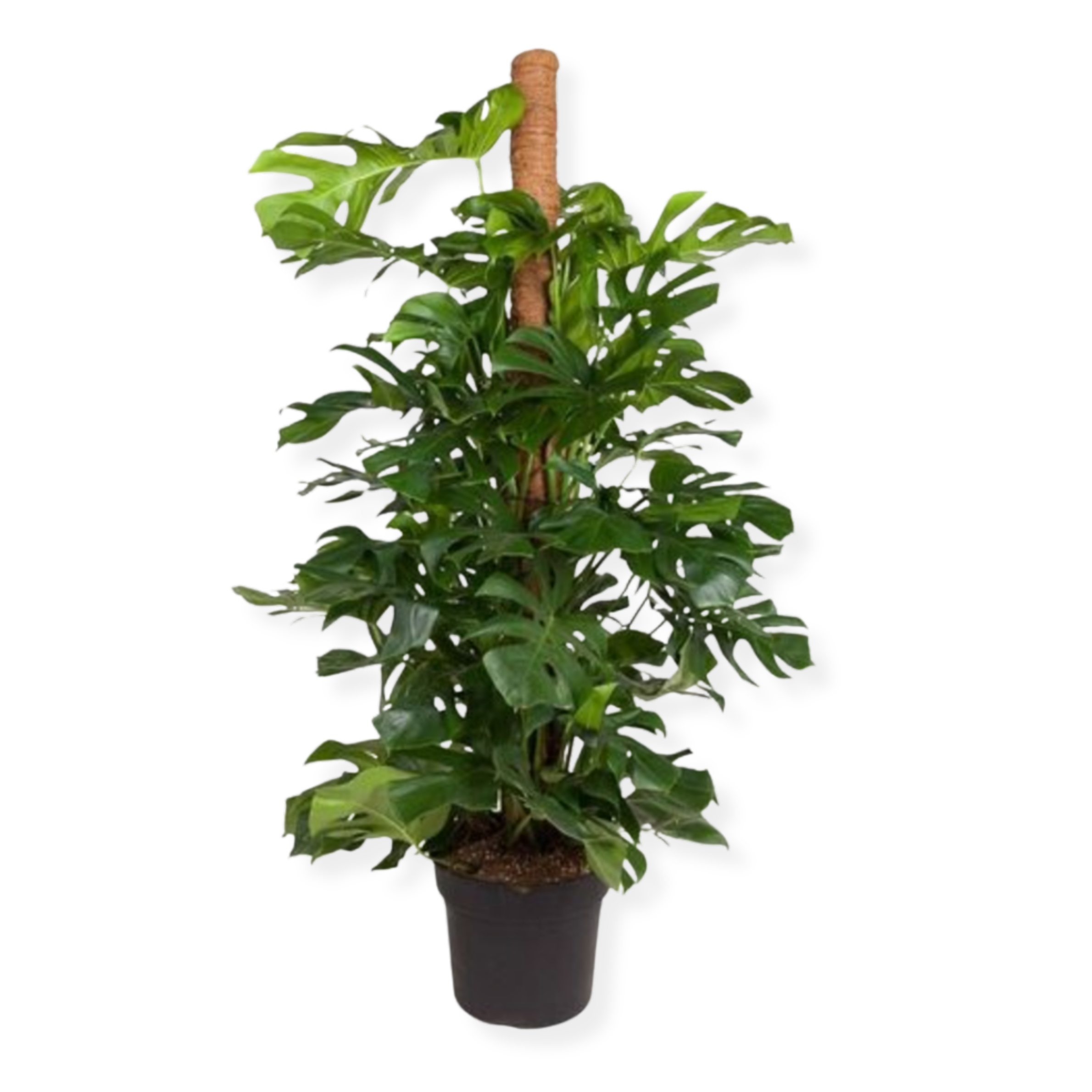 XL Mature Monstera Deliciosa Plant on a moss pole (40cm pot)